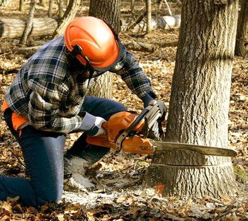 Tree Removal in Sunset, TX